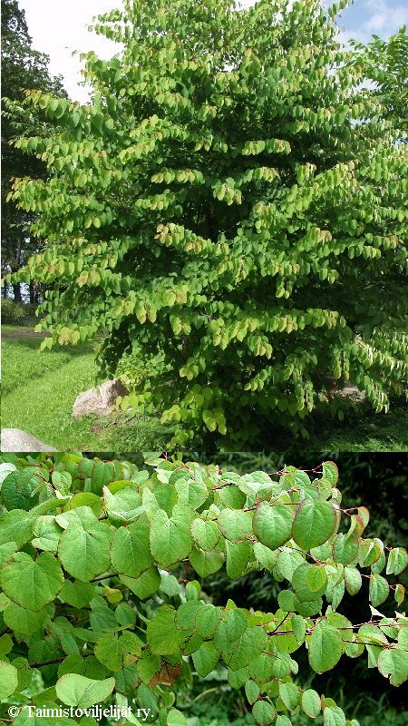 Cercidiphyllum japonicum